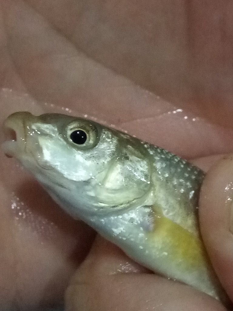 Saharan barb (Enteromius deserti) — Cyprinidae