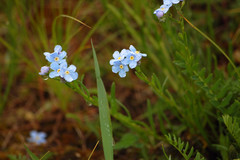 Eritrichium pauciflorum