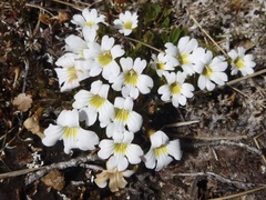 Euphrasia petriei