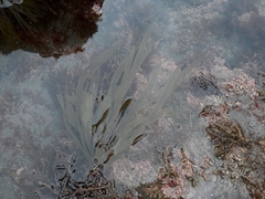 Dictyota kunthii
