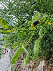 Cytisus scoparius image