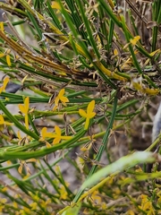 Cytisus scoparius image