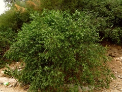 Vallesia glabra