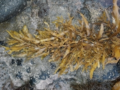 Sargassum sinclairii