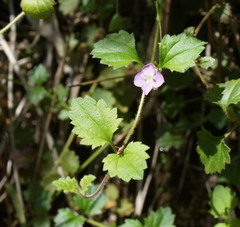 Veronica calycina