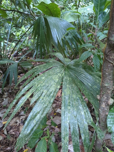Carludovica palmata