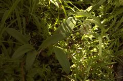 Allium microdictyon
