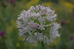 Allium nutans