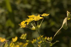 Bupleurum aureum