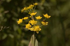 Bupleurum aureum