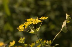 Bupleurum aureum