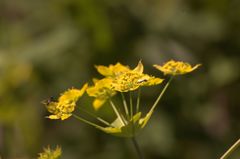 Bupleurum aureum