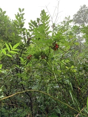 Rubus fraxinifolius