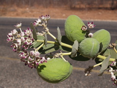 Calotropis procera image