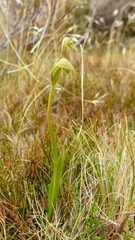 Waireia stenopetala