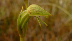 Waireia stenopetala