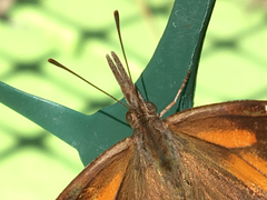 Libytheana carinenta bachmanii