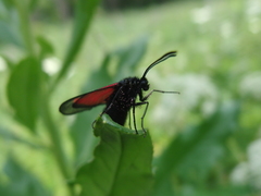 Zygaena osterodensis