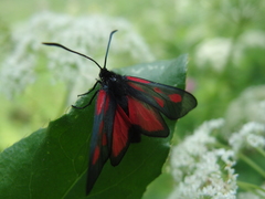 Zygaena osterodensis