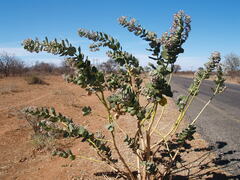 Calotropis procera image