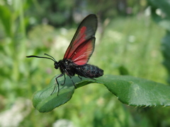 Zygaena osterodensis