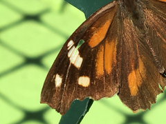 Libytheana carinenta bachmanii