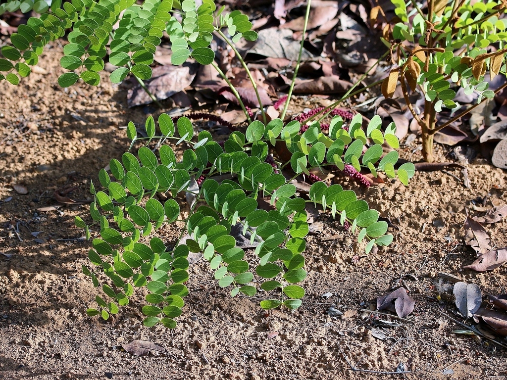 Stryphnodendron platyspicum