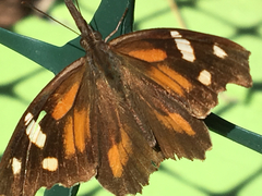 Libytheana carinenta bachmanii