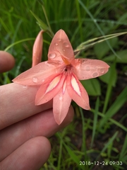 Gladiolus oligophlebius