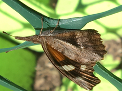 Libytheana carinenta bachmanii
