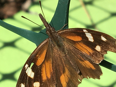 Libytheana carinenta bachmanii