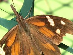Libytheana carinenta bachmanii