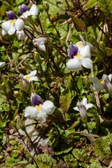 Mazus radicans