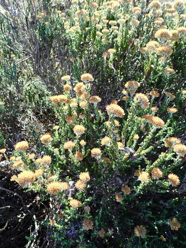 Image of Metalasia luteola by (c) Ren Hoekstra, some rights reserved (CC BY)