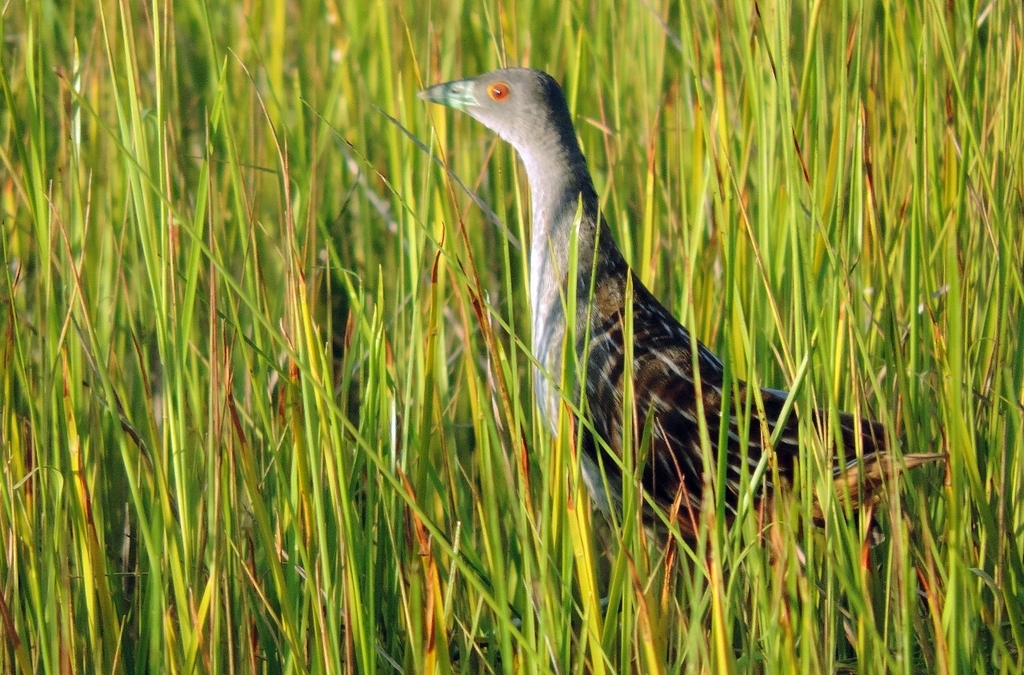 Striped Crake photo