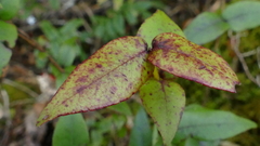 Metrosideros parkinsonii