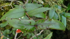 Metrosideros parkinsonii