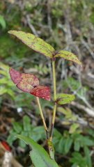 Metrosideros parkinsonii