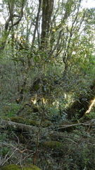 Metrosideros parkinsonii