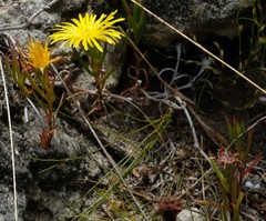 Lampranthus fergusoniae