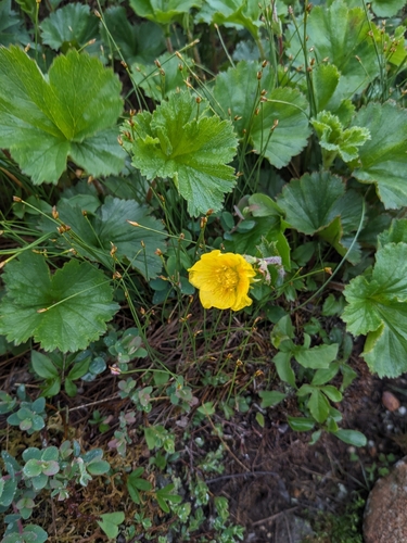 Image of Geum peckii by (c) Cam Fox, some rights reserved (CC BY)