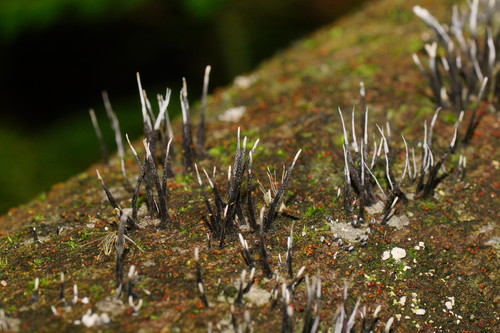 Xylaria filiformis