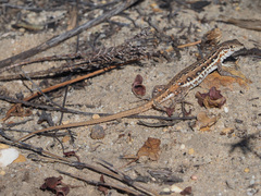 Pedioplanis lineoocellata