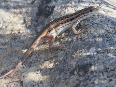 Pedioplanis lineoocellata