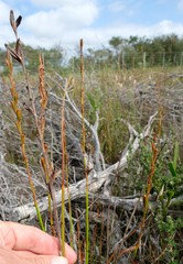 Watsonia stenosiphon