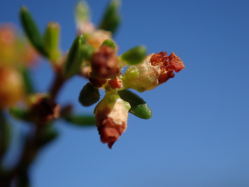Image of Erica axillaris by (c) Ren Hoekstra, some rights reserved (CC BY)