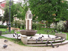 Columba livia domestica