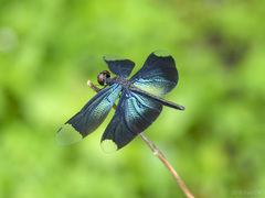 Rhyothemis plutonia
