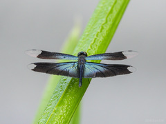Rhyothemis plutonia