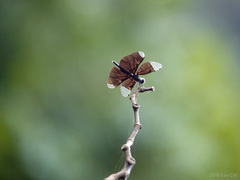 Rhyothemis plutonia